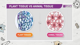 PLANT VS. ANIMAL TISSUE. pptx | PPTX