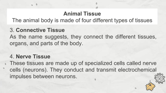 PLANT VS. ANIMAL TISSUE. pptx | PPTX | Biological Sciences | Science