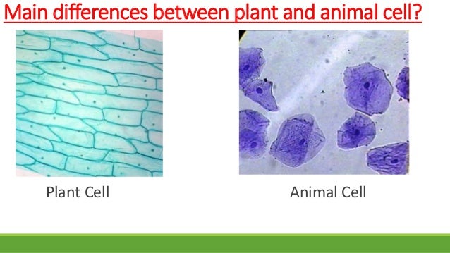 Plant vs animal cell 7th