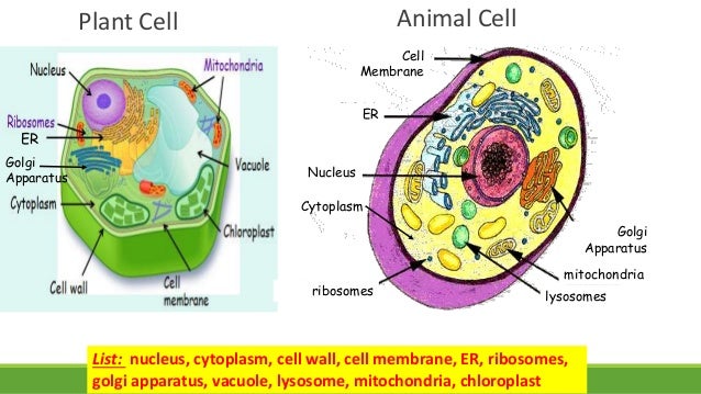Plant vs animal cell 7th