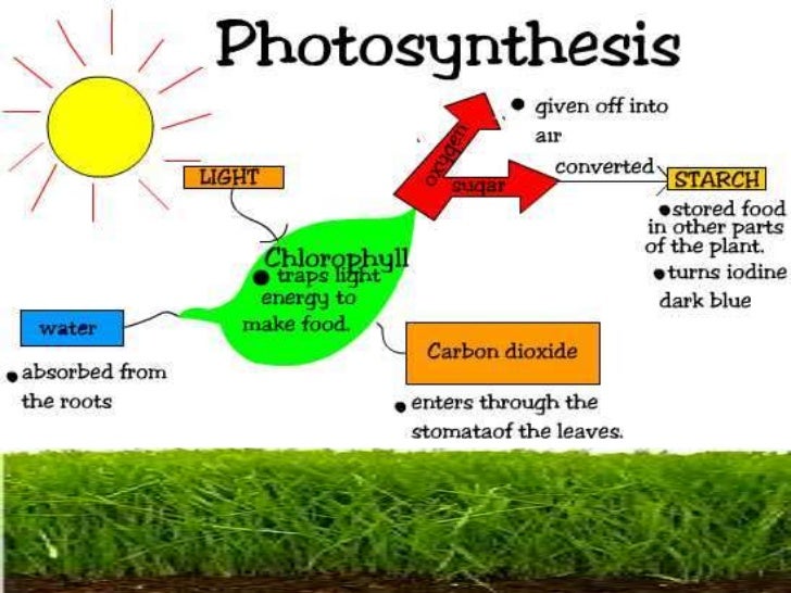 Plant water