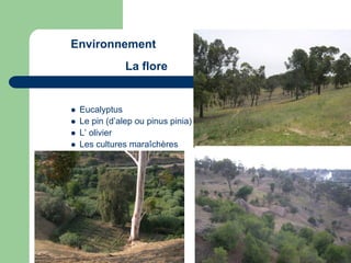 Environnement
                La flore


   Eucalyptus
   Le pin (d’alep ou pinus pinia)
   L’ olivier
   Les cultures maraîchères
 