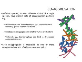 Plaque as a Biofilm | PPTX