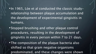•In 1965, Löe et al conducted the classic study-
relationship between plaque accumulation and
the development of experimental gingivitis in
humans.
•Stopped brushing and other plaque control
procedures, resulting in the development of
gingivitis in every person within 7 to 21 days.
•The composition of the plaque bacteria also
shifted so that gram negative organisms
predominated, and these changes were shown
 