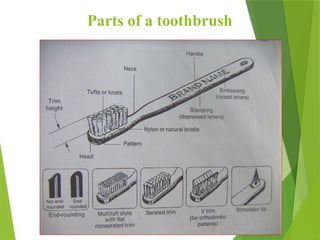 13
Parts of a toothbrush
 