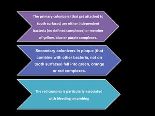 The primary colonizers (that get attached to
tooth surfaces) are either independent
bacteria (no defined complexes) or member
of yellow, blue or purple complexes.
Secondary colonizers in plaque (that
combine with other bacteria, not on
tooth surfaces) fell into green, orange
or red complexes.
The red complex is particularly associated
with bleeding on probing
 