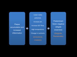 Plaque
accumulation and
increased
inflammation
Lower redox
potential,
Increase pH,
Increase GCF flow,
High temperature,
Change in nutrients
(ECOLOGICAL
CHANGES)
Predominant
Gram–negative
obligate
anaerobes
(Gingivitis,
Periodontitis)
 