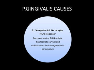 P.GINGIVALIS CAUSES
2. “Manipulate toll like receptor
(TLR) response”
Decrease level of TLR4 activity,
thus facilitate survival and
multiplication of micro-organisms in
periodontium
 