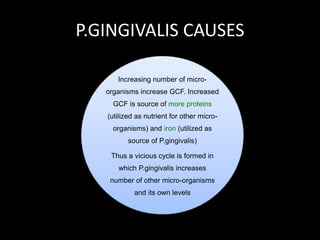 P.GINGIVALIS CAUSES
Increasing number of micro-
organisms increase GCF. Increased
GCF is source of more proteins
(utilized as nutrient for other micro-
organisms) and iron (utilized as
source of P.gingivalis)
Thus a vicious cycle is formed in
which P.gingivalis increases
number of other micro-organisms
and its own levels
 