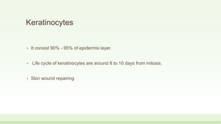 Keratinocytes
• It consist 90% - 95% of epidermis layer.
• Life cycle of keratinocytes are around 8 to 10 days from mitosis.
• Skin wound repairing.
 