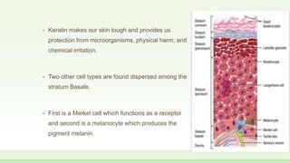 • Keratin makes our skin tough and provides us
protection from microorganisms, physical harm, and
chemical irritation.
• Two other cell types are found dispersed among the
stratum Basale.
• First is a Merkel cell which functions as a receptor
and second is a melanocyte which produces the
pigment melanin.
 