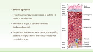 • Stratum Spinosum
• The stratum spinosum is composed of eight to 10
layers of keratinocytes.
• This layer is a type of dendritic cell called
the Langerhans cell.
• Langerhans functions as a macrophage by engulfing
bacteria, foreign particles, and damaged cells that
occur in this layer.
 