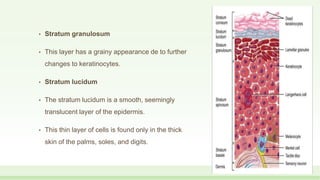• Stratum granulosum
• This layer has a grainy appearance de to further
changes to keratinocytes.
• Stratum lucidum
• The stratum lucidum is a smooth, seemingly
translucent layer of the epidermis.
• This thin layer of cells is found only in the thick
skin of the palms, soles, and digits.
 