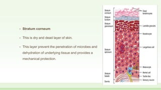 • Stratum corneum
• This is dry and dead layer of skin.
• This layer prevent the penetration of microbes and
dehydration of underlying tissue and provides a
mechanical protection.
 