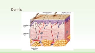Dermis
 