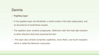 Dermis
• Papillary layer
• In the papillary layer are fibroblasts, a small number of fat cells (adipocytes), and
an abundance of small blood vessels.
• The papillary layer contains phagocytes, defensive cells that help fight bacteria
or other infections that have breached the skin.
• This layer also contains lymphatic capillaries, nerve fibers, and touch receptors
which is called the Meissner corpuscles.
 