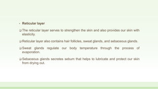 • Reticular layer
 The reticular layer serves to strengthen the skin and also provides our skin with
elasticity.
 Reticular layer also contains hair follicles, sweat glands, and sebaceous glands.
 Sweat glands regulate our body temperature through the process of
evaporation.
 Sebaceous glands secretes sebum that helps to lubricate and protect our skin
from drying out.
 