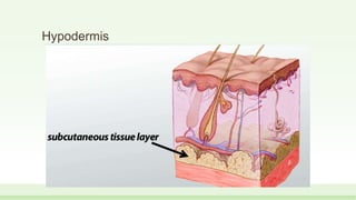 Hypodermis
 