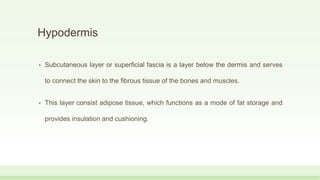 Hypodermis
• Subcutaneous layer or superficial fascia is a layer below the dermis and serves
to connect the skin to the fibrous tissue of the bones and muscles.
• This layer consist adipose tissue, which functions as a mode of fat storage and
provides insulation and cushioning.
 