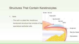 Structures That Contain Keratinocytes
1. Nails
o The nail is a plate like, keratinous,
translucent structure that consists of highly
specialized epithelial cells.
 