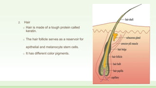2. Hair
o Hair is made of a tough protein called
keratin.
o The hair follicle serves as a reservoir for
epithelial and melanocyte stem cells.
o It has different color pigments.
 