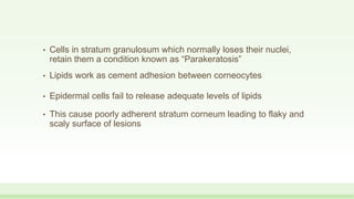 • Cells in stratum granulosum which normally loses their nuclei,
retain them a condition known as “Parakeratosis”
• Lipids work as cement adhesion between corneocytes
• Epidermal cells fail to release adequate levels of lipids
• This cause poorly adherent stratum corneum leading to flaky and
scaly surface of lesions
 