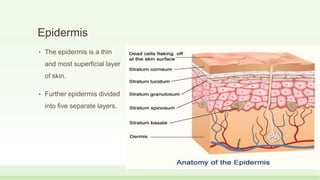 Epidermis
• The epidermis is a thin
and most superficial layer
of skin.
• Further epidermis divided
into five separate layers.
 
