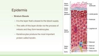 Epidermis
• Stratum Basale
• It is the layer that’s closest to the blood supply.
• The cells of this layer divide via the process of
mitosis and they form keratinocytes.
• Keratinocytes produce the most important
protein called keratin.
 