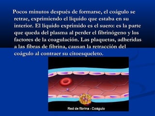 Pocos minutos después de formarse, el coágulo se
retrae, exprimiendo el líquido que estaba en su
interior. El líquido exprimido es el suero: es la parte
que queda del plasma al perder el fibrinógeno y los
factores de la coagulación. Las plaquetas, adheridas
a las fibras de fibrina, causan la retracción del
coágulo al contraer su citoesqueleto.
 