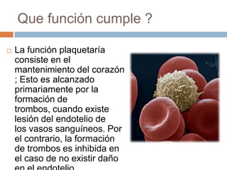 Que función cumple ?
 La función plaquetaría
consiste en el
mantenimiento del corazón
; Esto es alcanzado
primariamente por la
formación de
trombos, cuando existe
lesión del endotelio de
los vasos sanguíneos. Por
el contrario, la formación
de trombos es inhibida en
el caso de no existir daño
 