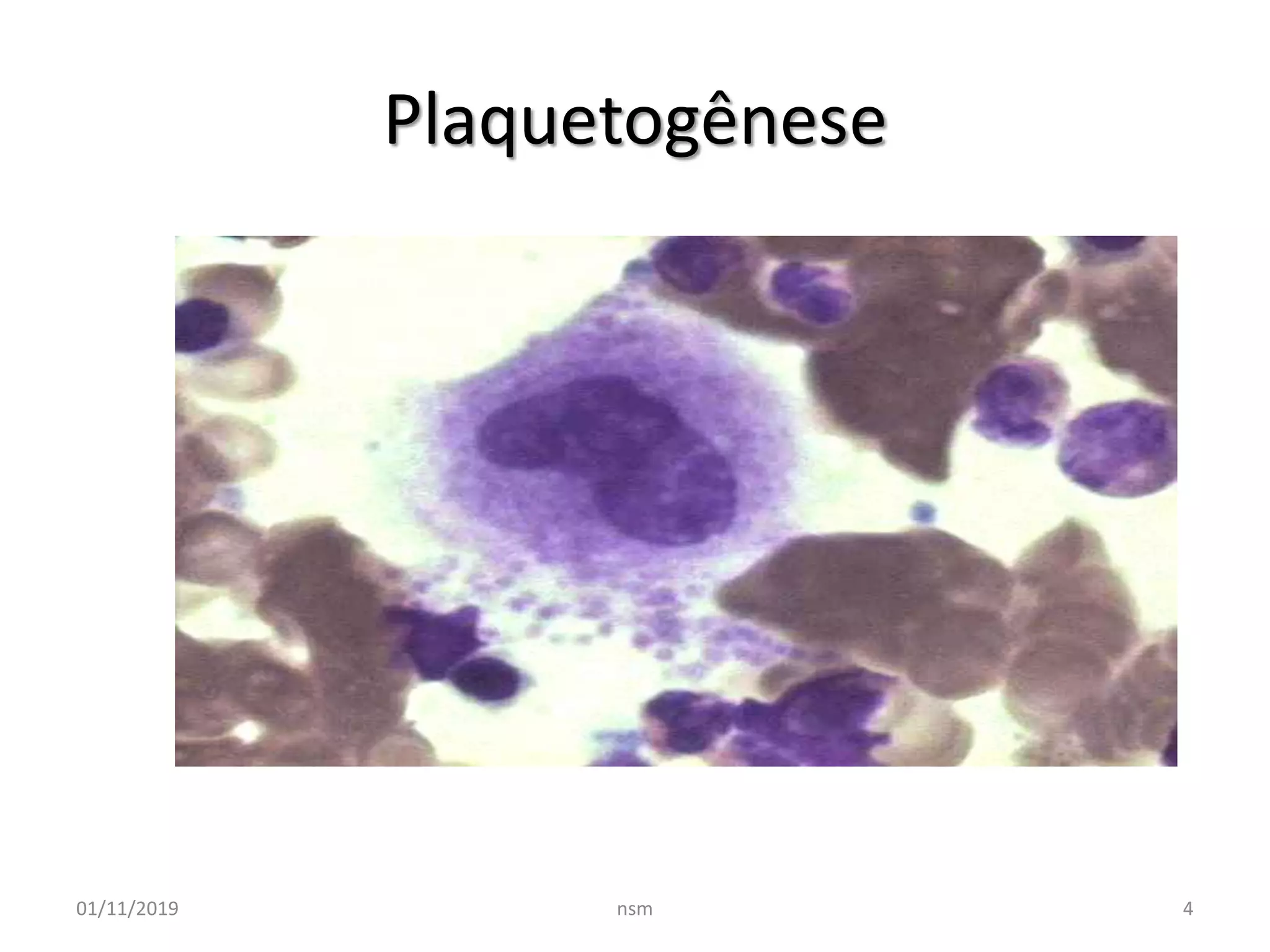 Plaquetas Fisiologia E Avaliacao Laboratorial PPTX plaquetas-fisiologia-e-avaliacao-laboratorial-pptx