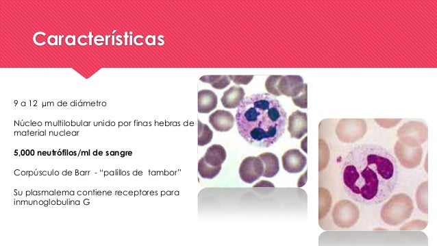 Histología Plaquetas y neutrofilos