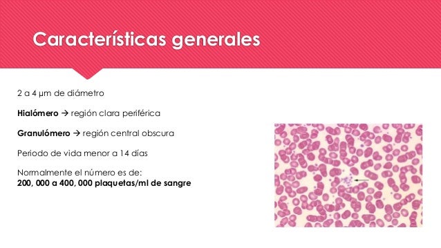 Histología Plaquetas y neutrofilos