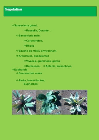 Végétation



   Sansevieria géant,
             Russelia, Durante…
      Sansevieria nain,
             Carpobrotus,
             Rhoéo
      Savane du milieu environnant
      Arbustives, succulentes
             Vivaces, graminées, gazon
          Bulbeuses, Aptenia, kalanchoés,
   Euphorbia
     Succulentes rases

      Aloès, broméliacées,
           Euphorbes
 