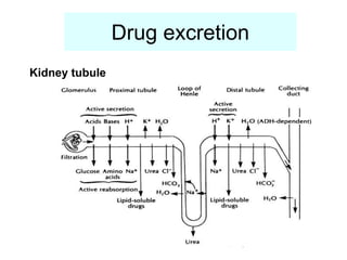 Drug excretion
Kidney tubule
 