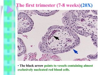 Comprehensive Overview of Placental Structure and Function in Pregnancy ...