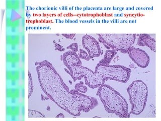Comprehensive Overview of Placental Structure and Function in Pregnancy ...