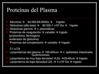 Proteínas del Plasma Albumina     60.000-69.000Da     hígado Globulinas (alfa beta)     80.000-1 x10 6  Da     hígado Globulinas gamma    c. plasmáticas Proteínas de coagulación    variable    hígado (protrombina, fibrinógeno acelerador de globulina) Proteínas del complemento    variable    hígado  C1 a C9 Lipoproteínas del plasma    100-500um    c. epiteliales intestinales  Quilomicrones Lipoproteína de muy baja densidad VLDL   25-60um    hígado Lipoproteína de baja densidad LDL    3 x10 6  Da    hígado 