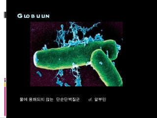 Globulin 물에 용해되지 않는  단순단백질군  cf.  알부민 