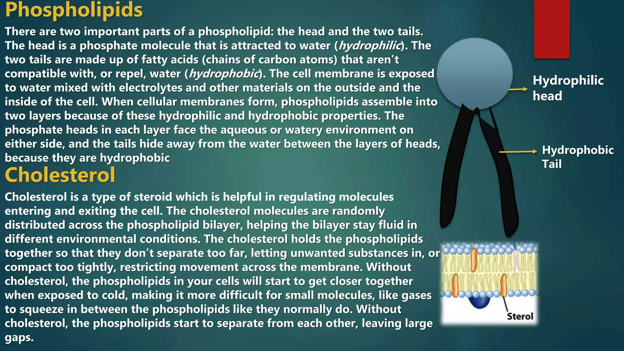 Plasma membrane and membrane transport | PPTX