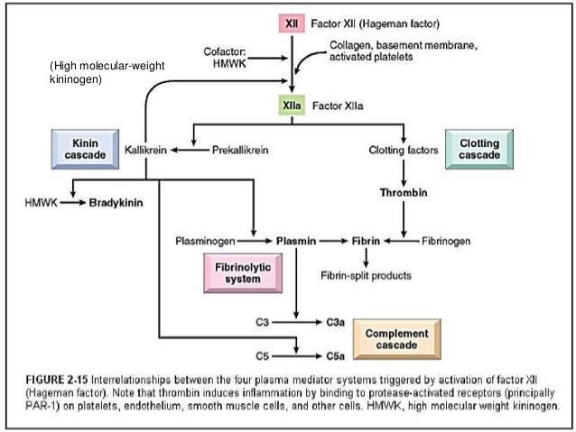plasma derived chemical mediators of inflammation ttylim 10 638