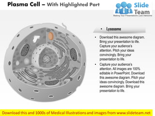 Plasma b cell medical images for power point | PDF
