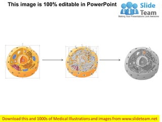 Plasma b cell medical images for power point | PDF