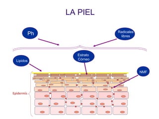 LA PIEL

                             Radicales
            Ph                 libres




                   Estrato
  Lipidos          Córneo


                                         NMF




Epidermis
 