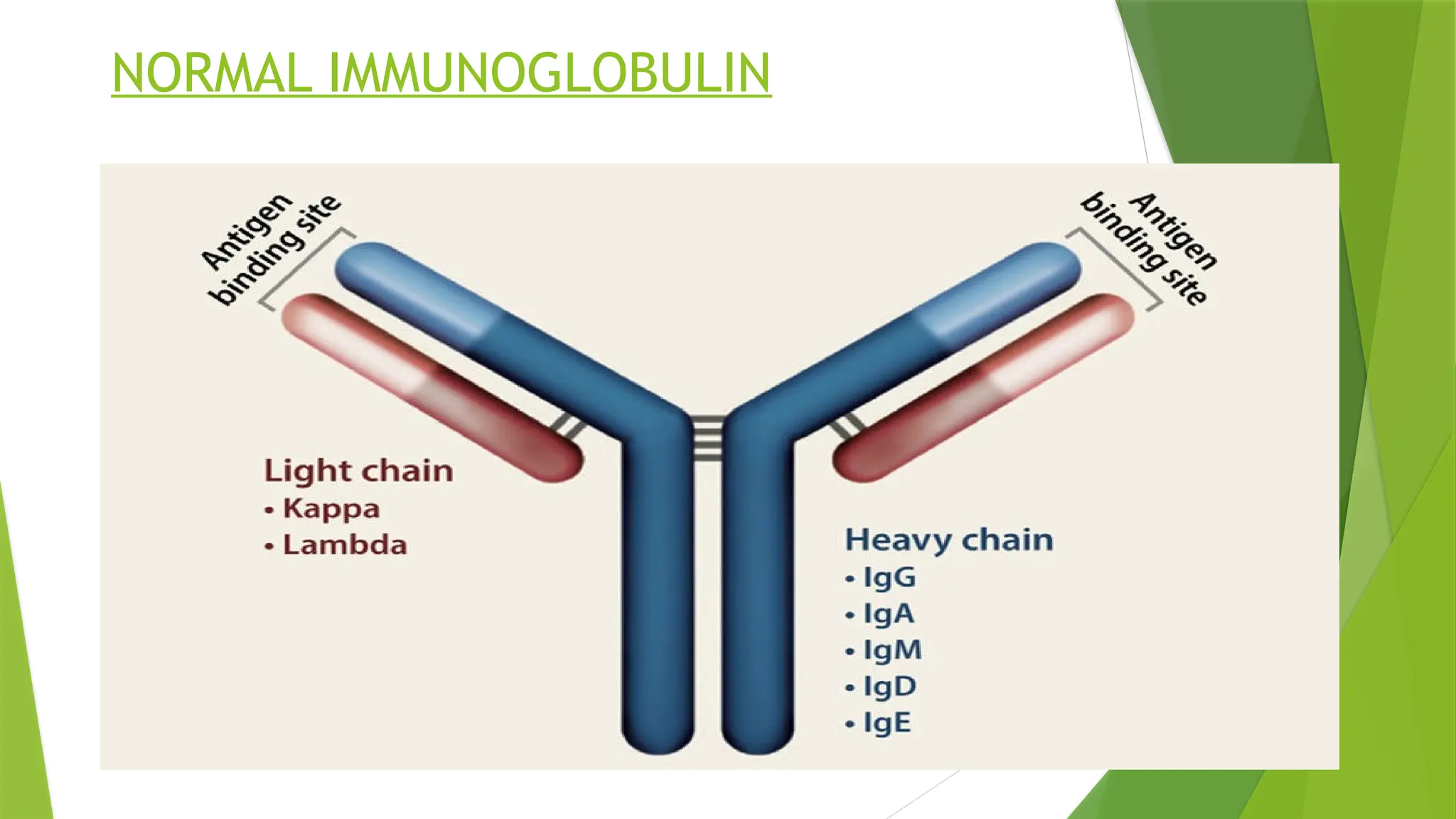 NORMAL IMMUNOGLOBULIN
 