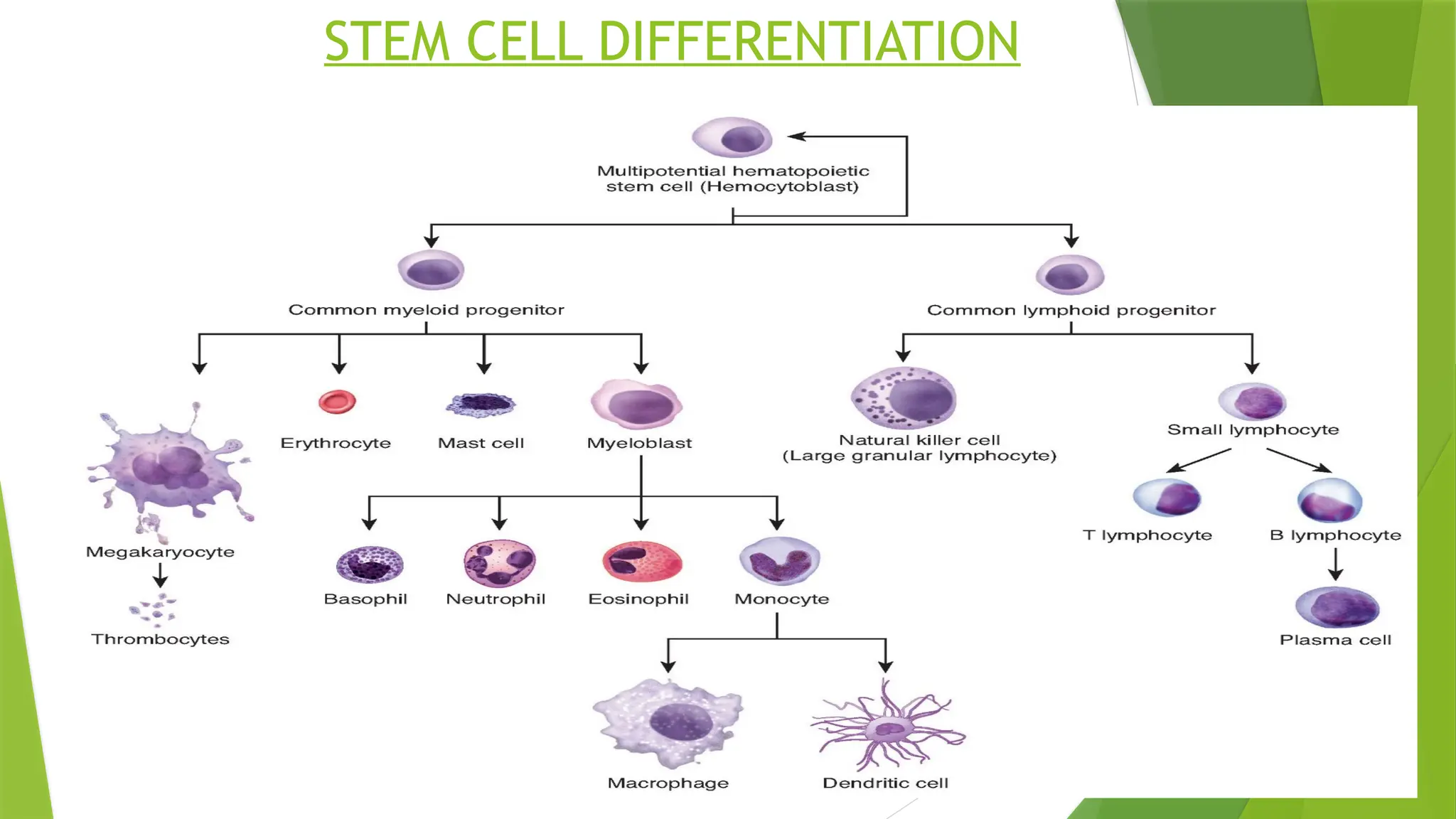 STEM CELL DIFFERENTIATION
 