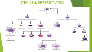 STEM CELL DIFFERENTIATION
 