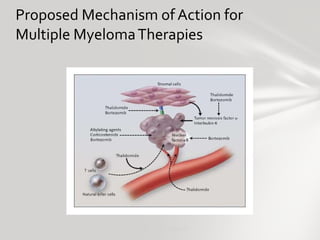 Proposed Mechanism of Action for Multiple Myeloma Therapies Kyle RA, et al. N Engl J Med. 2004;351:1860-1873. Copyright ©2...