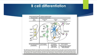 B cell differentiation
 