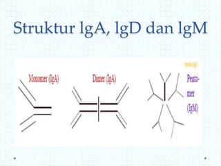 Struktur lgA, lgD dan lgM

 